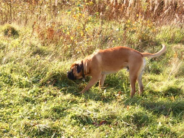 Cane corso Frodo billede 4
