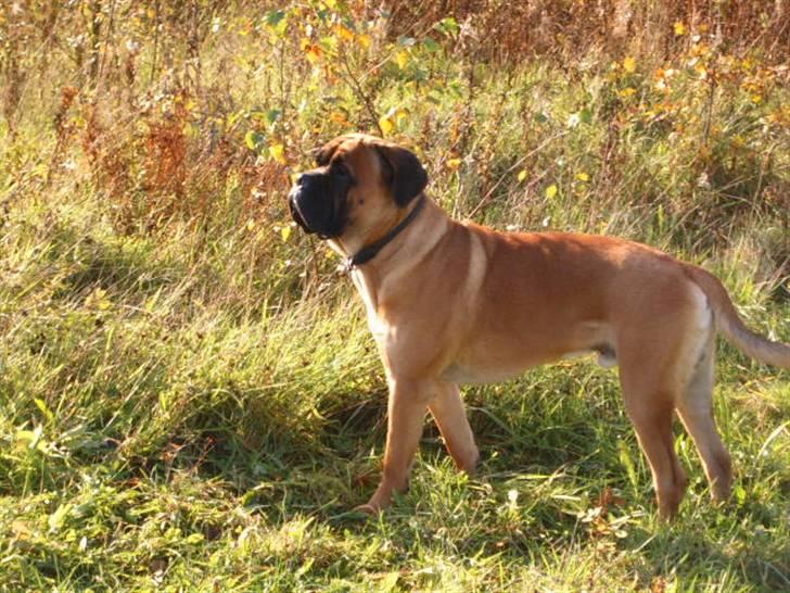 Cane corso Frodo billede 5