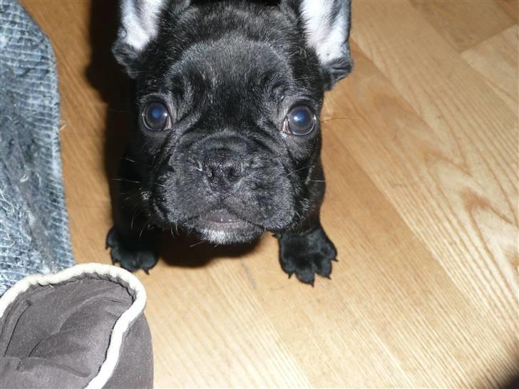 Fransk bulldog Luis billede 19