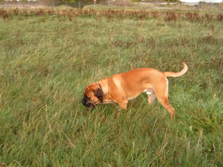 Cane corso Frodo billede 6