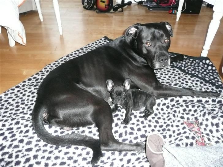 Fransk bulldog Luis billede 20