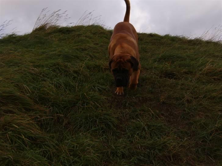 Cane corso Frodo billede 7