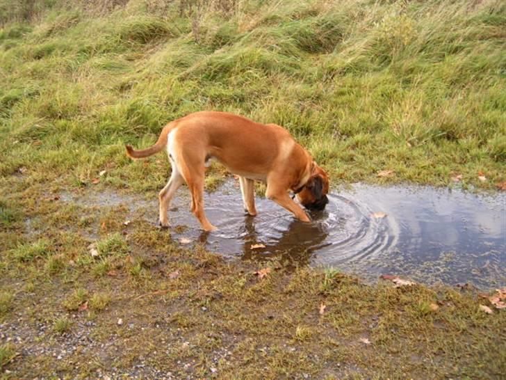 Cane corso Frodo billede 8