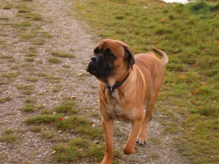 Cane corso Frodo billede 9