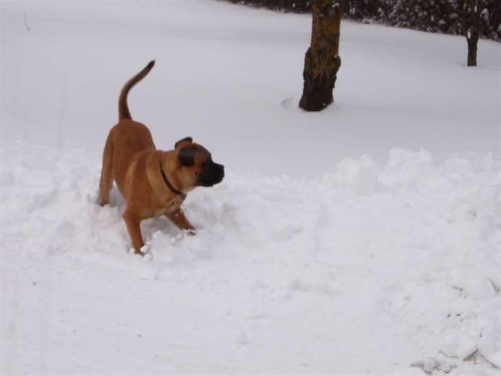 Cane corso Frodo billede 10