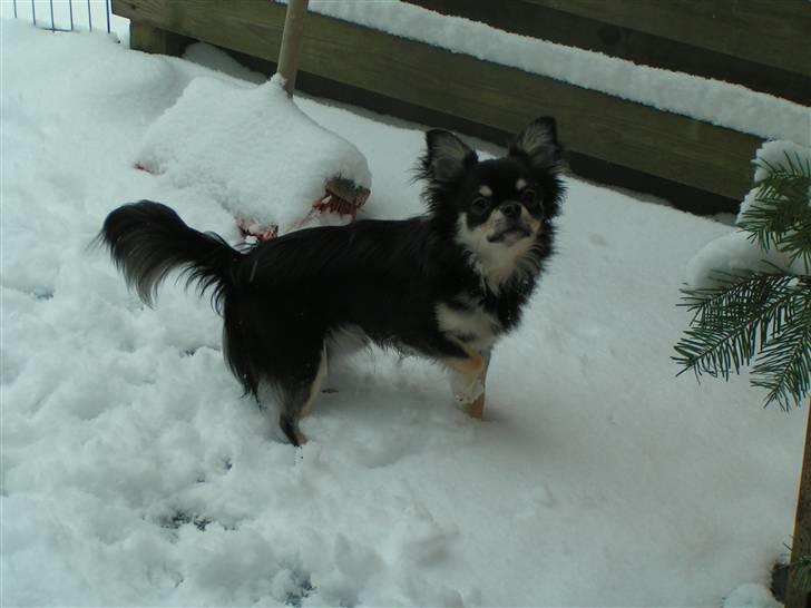 Chihuahua Legolas billede 1