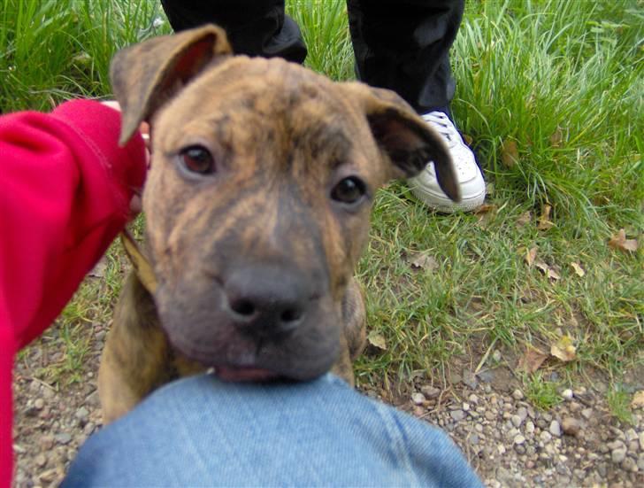 Blanding af racer Diva himmelhund billede 5