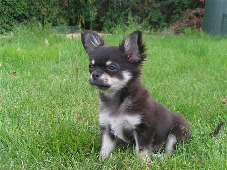 Chihuahua Legolas billede 3