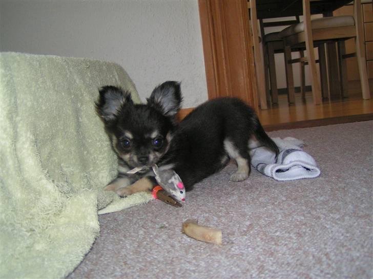 Chihuahua Legolas billede 4