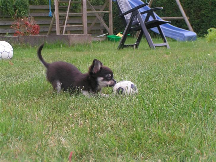 Chihuahua Legolas billede 5