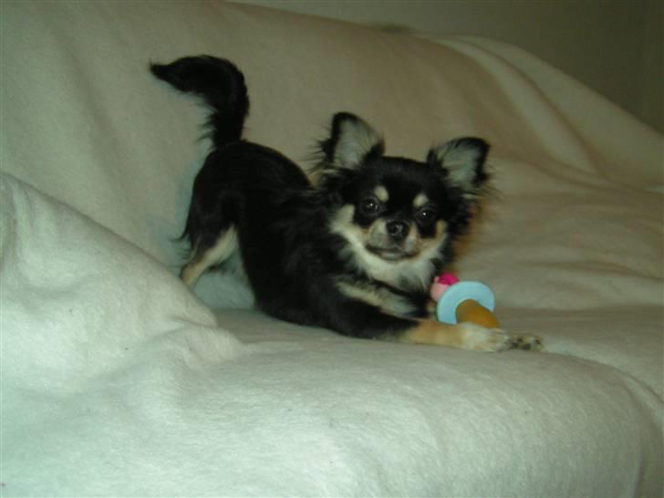 Chihuahua Legolas billede 6