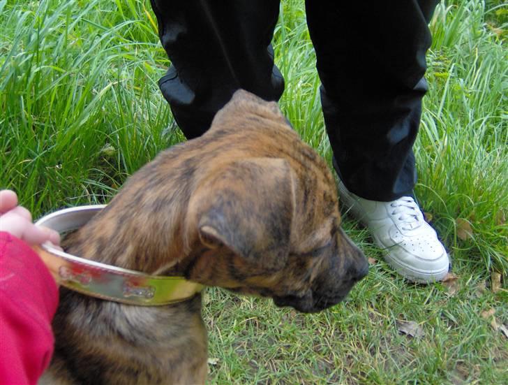 Blanding af racer Diva himmelhund billede 6