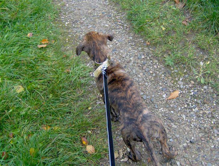 Blanding af racer Diva himmelhund billede 7