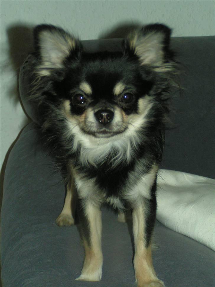 Chihuahua Legolas billede 7