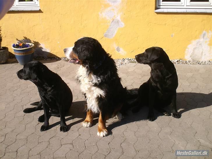 Labrador retriever Trine - Trine, Fenson og Rikke <3 billede 8