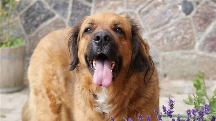 Blanding af racer Seiko billede 16