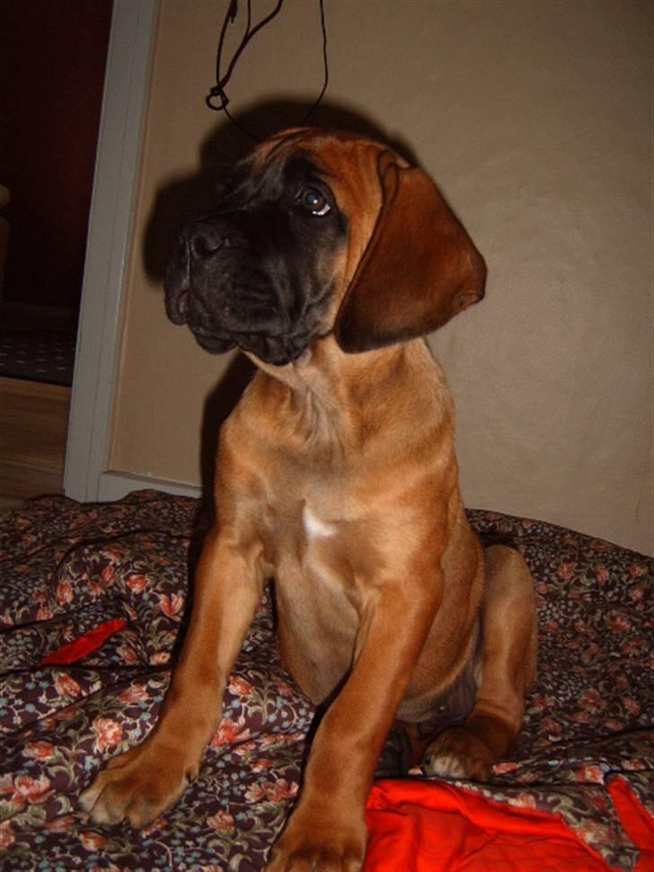 Cane corso Frodo billede 11