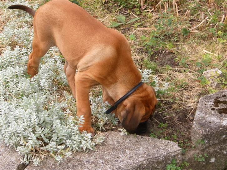 Cane corso Frodo billede 12