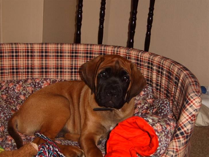 Cane corso Frodo billede 13