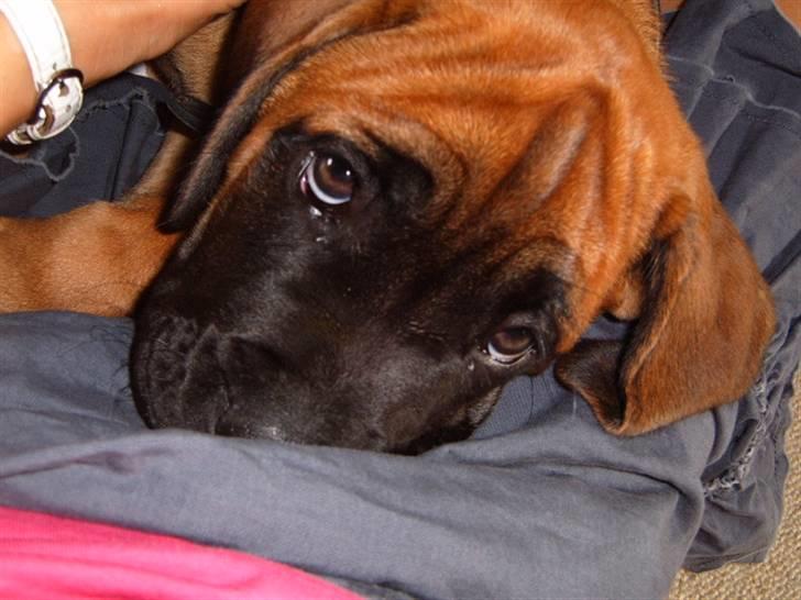 Cane corso Frodo billede 14