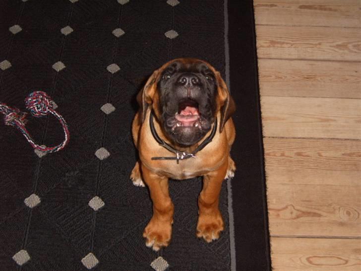 Cane corso Frodo billede 16