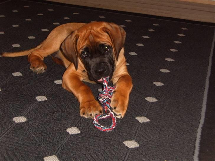 Cane corso Frodo billede 17