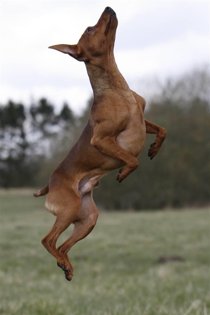 Dvaergpinscher Snoopy - Jeg har den næsten :P billede 6