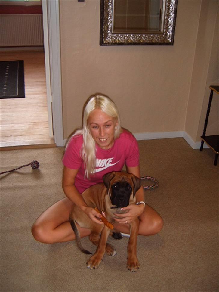 Cane corso Frodo billede 18