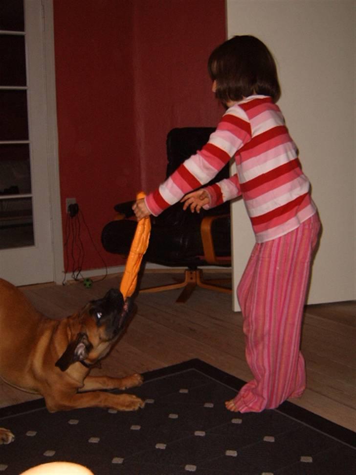 Cane corso Frodo billede 19