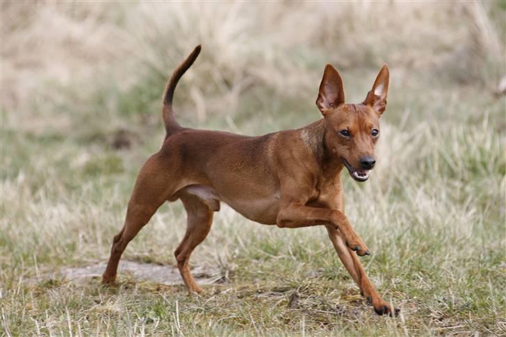 Dvaergpinscher Snoopy billede 7