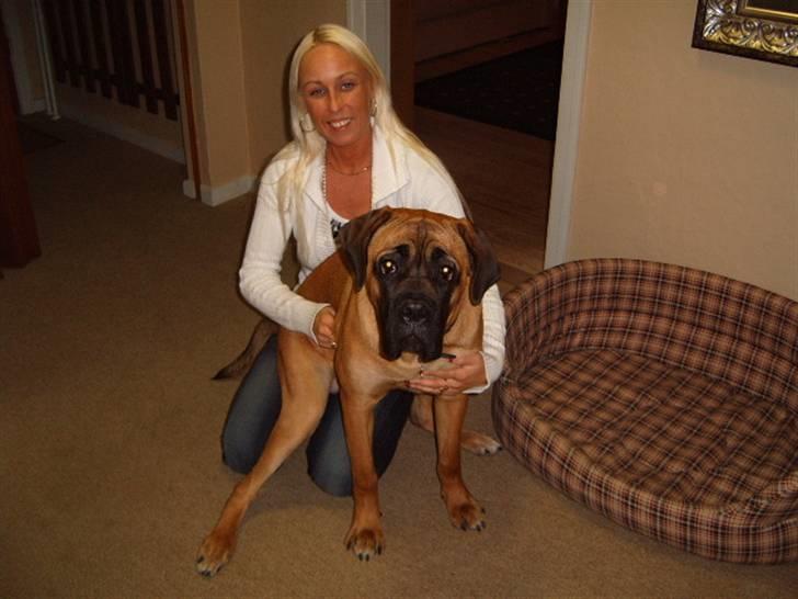 Cane corso Frodo billede 20