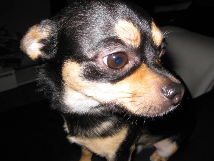 Chihuahua Boss - Smukke basse! billede 20