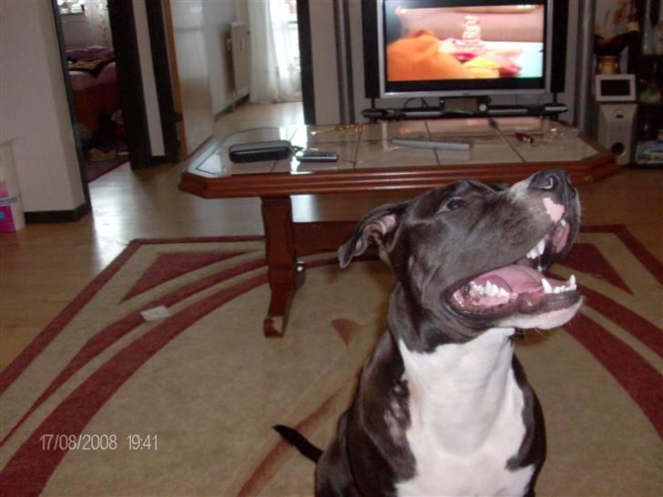 Amerikansk staffordshire terrier alio - alio <3 billede 1