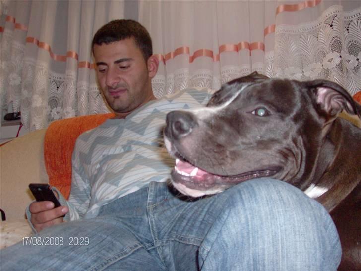 Amerikansk staffordshire terrier alio billede 2