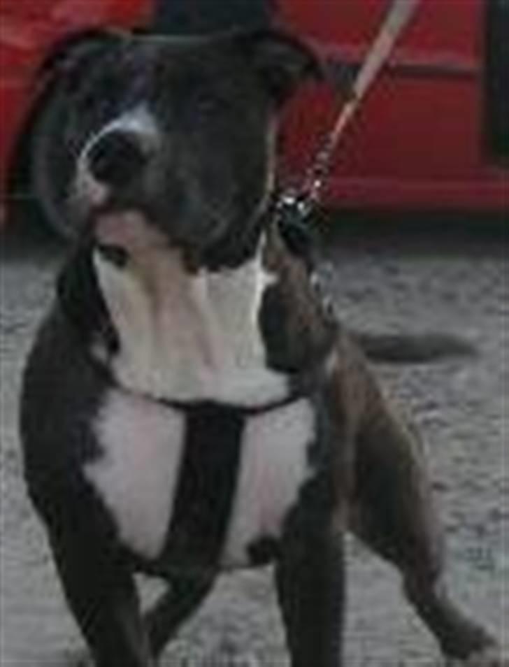 Amerikansk staffordshire terrier alio billede 3