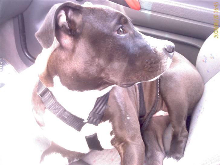 Amerikansk staffordshire terrier alio billede 6