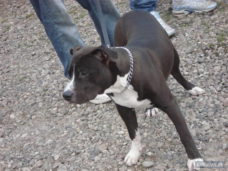 Amerikansk staffordshire terrier alio billede 7