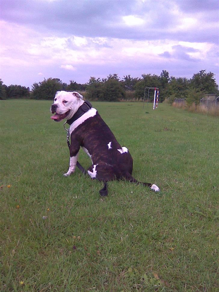 Blanding af racer Armani <3 - Stor og flot er han blevet <3 billede 1