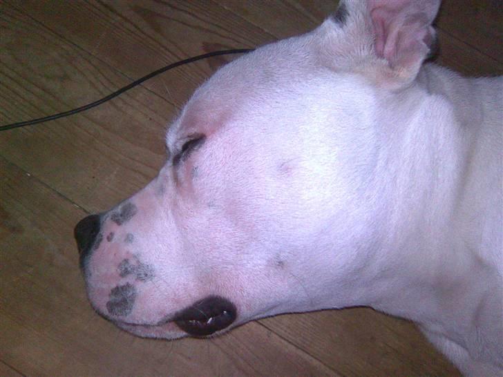 Blanding af racer Armani <3 billede 2