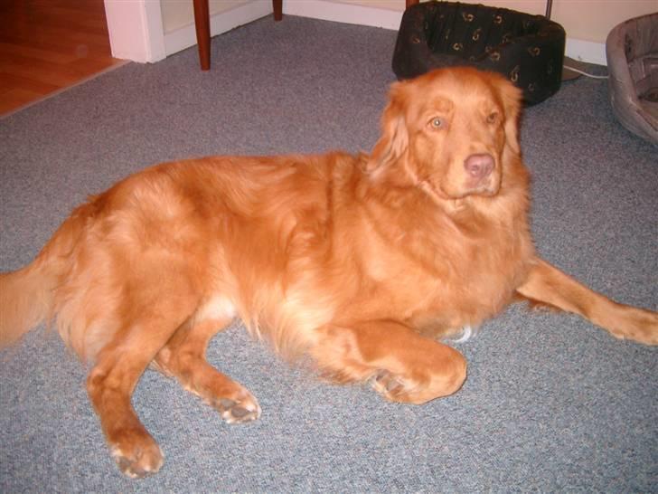 Nova scotia duck tolling retriever Hot Toller's Xarco billede 1
