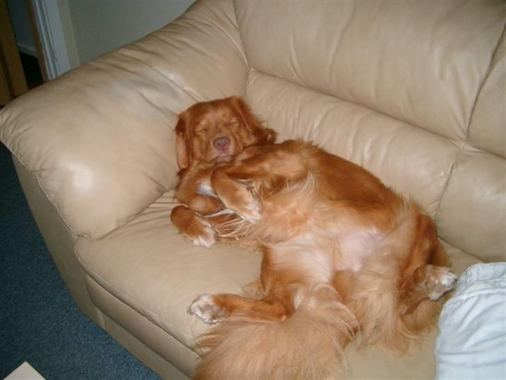 Nova scotia duck tolling retriever Hot Toller's Xarco - På forbudt område, men dejlig er han. billede 2