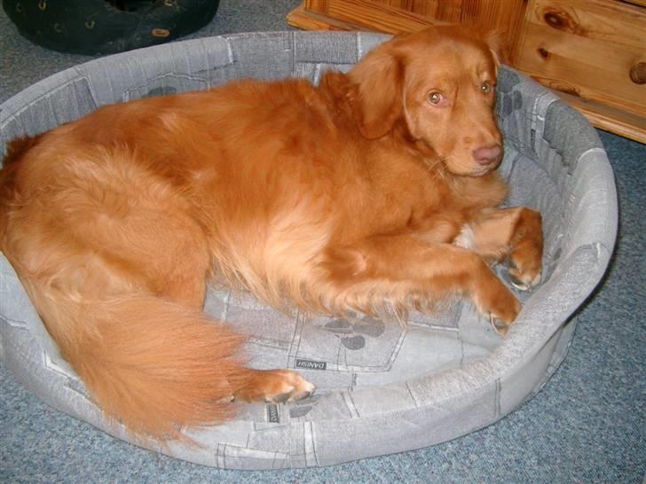 Nova scotia duck tolling retriever Hot Toller's Xarco billede 3