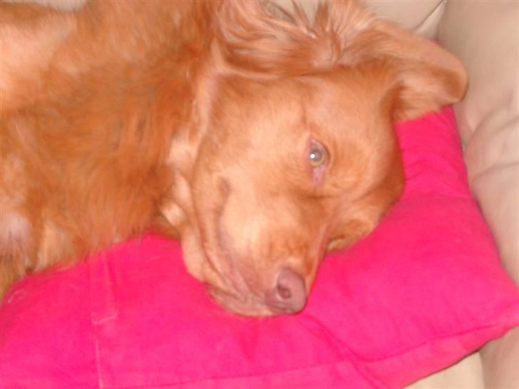 Nova scotia duck tolling retriever Hot Toller's Xarco - Uha da da, dejligt. billede 4