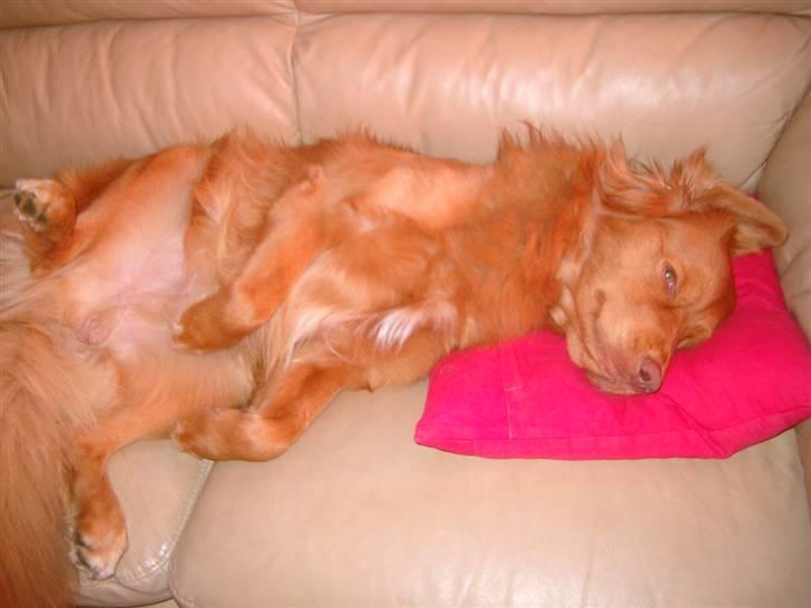 Nova scotia duck tolling retriever Hot Toller's Xarco billede 5