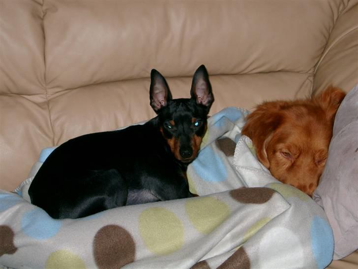 Nova scotia duck tolling retriever Hot Toller's Xarco - Putte, putte og putte. billede 6