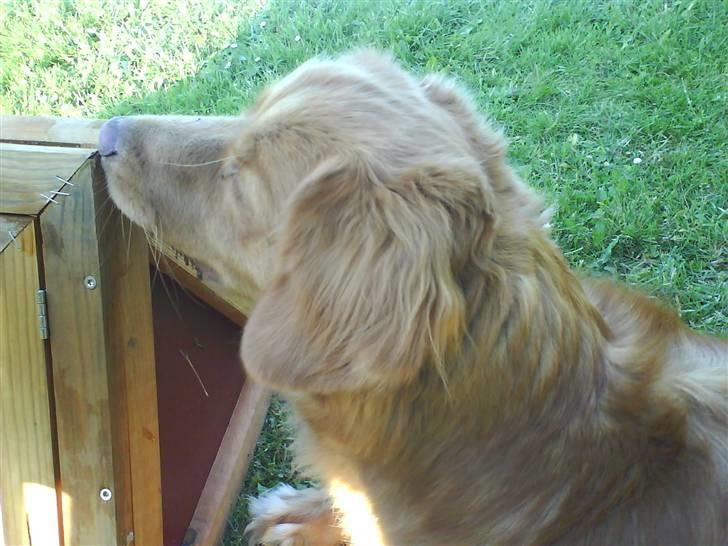 Nova scotia duck tolling retriever Hot Toller's Xarco - Så giv mig dog det hamster....... billede 7