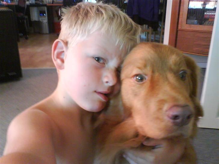 Nova scotia duck tolling retriever Hot Toller's Xarco - Philip krammer Xarco, gad vide hvem der nyder det mest. billede 8