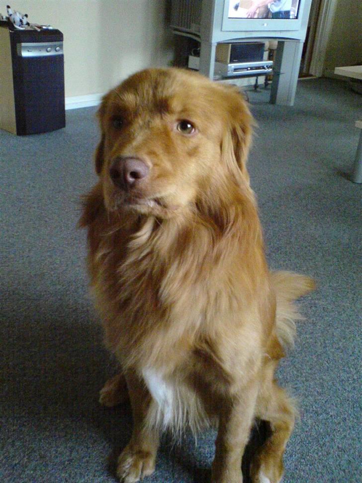 Nova scotia duck tolling retriever Hot Toller's Xarco billede 9