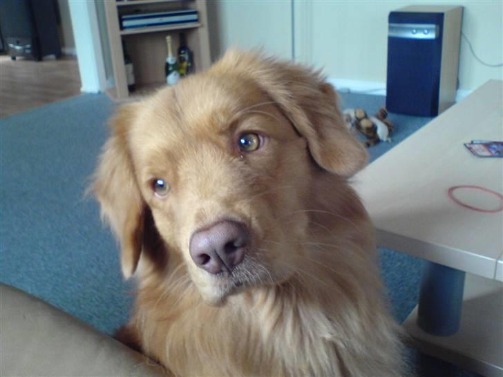 Nova scotia duck tolling retriever Hot Toller's Xarco - Nårh...... billede 10