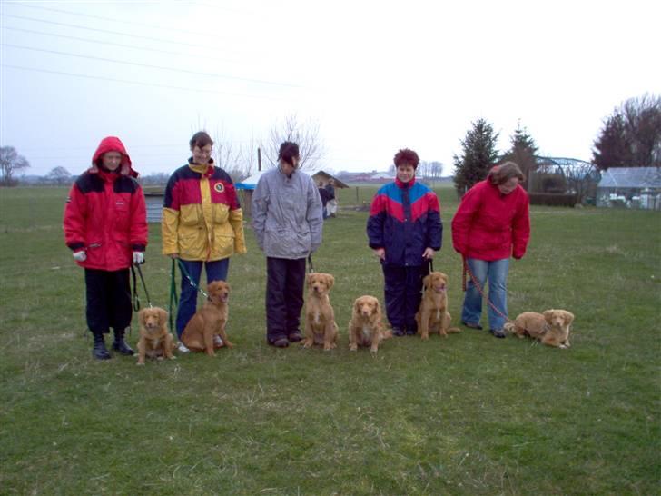 Nova scotia duck tolling retriever Hot Toller's Xarco - Xarco og nogle af hans kuldsøskende - Ficka, Jago - Hugo (ikke fra kuldet) - mor Debbie - Xarco - Freja billede 11